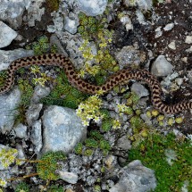 Snake with crosses on Curtissons